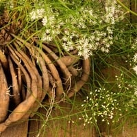 Shatavari: This Wonder Herb Boosts Hormones, Libido