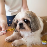 Personalized Nutrition For Pets: Uses, Benefits And Ways To Optimize Their Health
