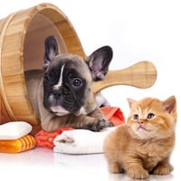 Grooming Essentials To Keep Your Pets Cool And Healthy During Summer