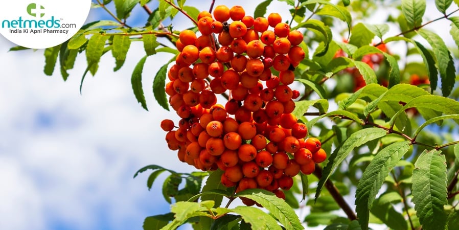 rowan berry 2