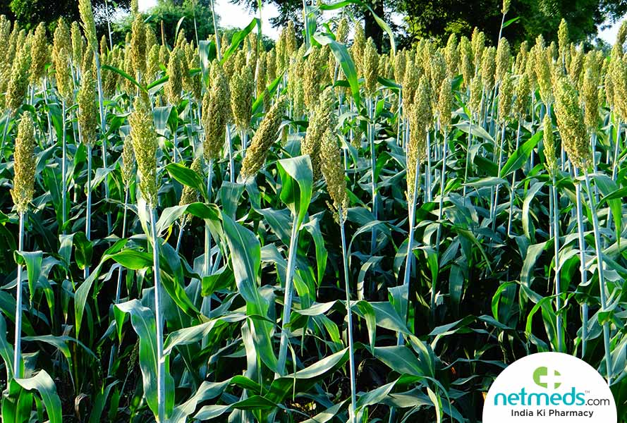 Jowar Plant