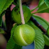Chalta/Elephant Apple: Surprising Health Benefits Of This Exotic Indian Fruit