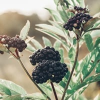 Elderberries- Health Benefits, Uses, And Side Effects Of This Purple, Succulent Berry