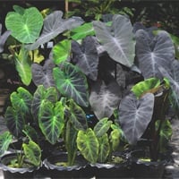 Colocasia Gigantea: Benefits, Culinary Uses And Precautions While Using This Monsoon Leafy Vegetable- Delicious Recipes Inside