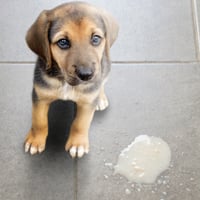 Is your Dog Throwing Up? Causes, Symptoms And When It Needs Immediate Attention?