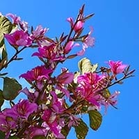 Kachnar: Health Benefits, Nutrition Values, Ayurvedic Uses, Dosage, Side Effects