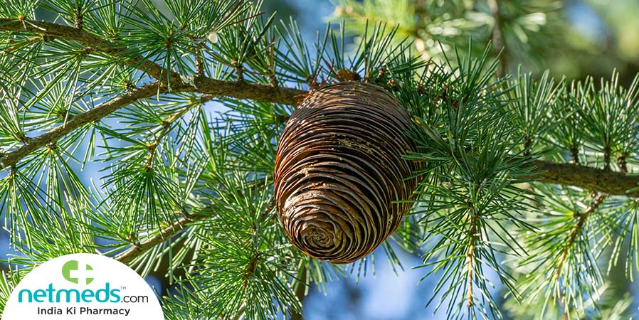 Deodar tree