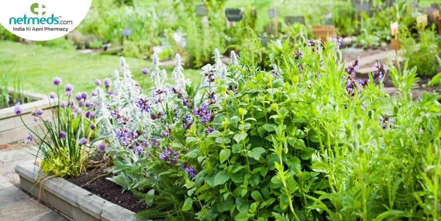 Thyme plant