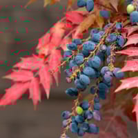 Oregon Grape: Origin, Health Benefits And Many Uses Of This Tangy Berry