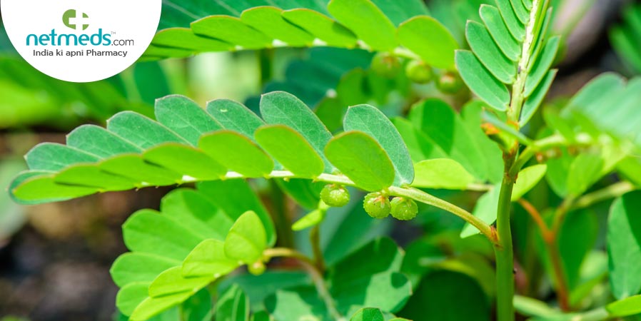 Bhumi amla plant
