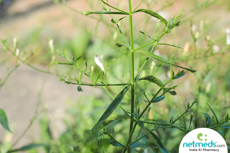nilavembu plant