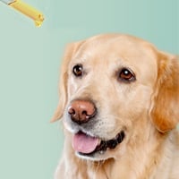 Coconut Oil For Pets: Benefits Of Applying This Oil On Dog Fur. Surprising Uses And Can You Add It In Their Diet?