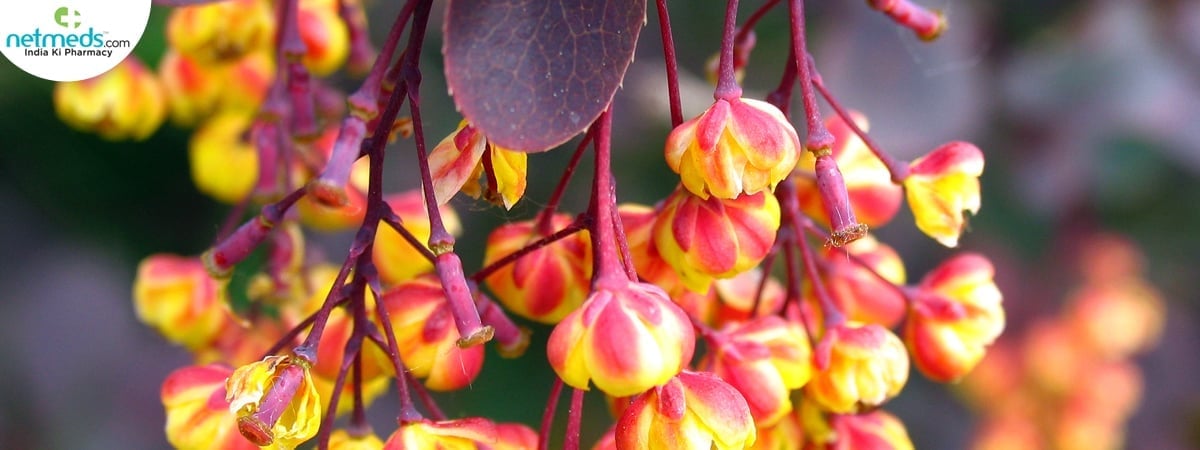 Berberine plant