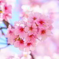 Japanese Cherry Blossoms for Skin: 5 Uses, Benefits of These Flowers For Glowing, Youthful Complexion