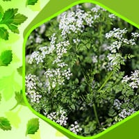 Garden Chervil: Health Benefits And Superb Skin Incentives Of This Tender Herb-Infographic