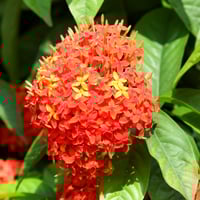 Ashoka/ Saraca indica: Uses, Benefits, Indications, Dosage, Doshas, Side-Effects And Precautions