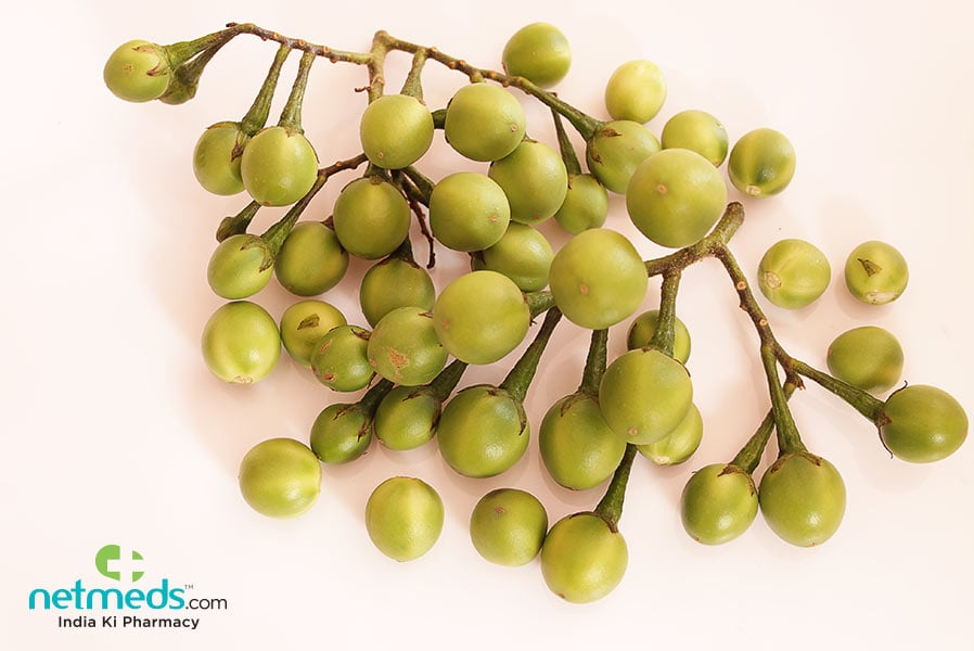 turkey berry