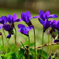 Sweet Violet: Health Benefits, Uses Of This Bountiful Herb Cure Respiratory Disorders. Recipe for Banaksha Chai or Tea