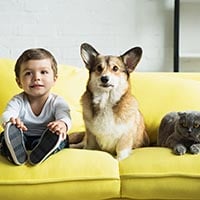Pet Care Amidst Lockdown: Here’s How You Can Keep Your Four-Legged Friends Fit And Alert