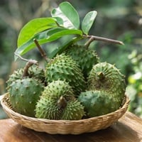 Soursop/Graviola: Health Benefits And Culinary Uses Of This Antioxidant-Rich Fruit. Easy Recipe Inside