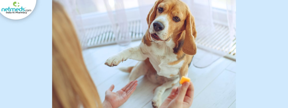 dog 1