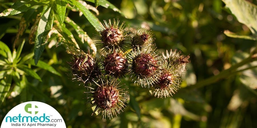Burdock Tree