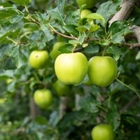 Green Apple: Origin, Health Benefits, And Side Effects of This Crispy Fruit With Recipes