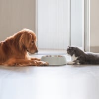 Feeding Your Dog Properly? Meal Habits That Could Impact You And Your Pet’s Health