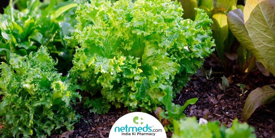 Endive