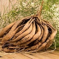 Women’s Health: 7 Incredible Herbs For Managing PCOS Naturally