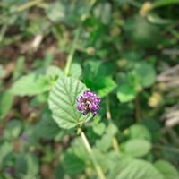 Bakuchi: Health Benefits, Uses In Ayurveda, Formulations, Dosage, Side Effects