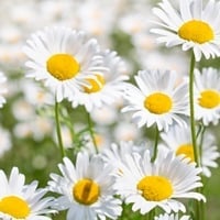 Akarkara: Benefits, Uses, Ayurvedic Indications, Dosage, and Side Effects