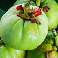 Garcinia Cambogia: Your Weight Loss Wonder