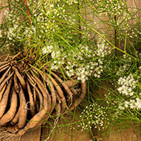 Shatavari: Benefits, Uses, Formulations, Ingredients, Method, Dosage and Side Effects