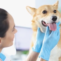 Hypothyroidism In Dogs: What Causes It? Symptoms, And How To Treat This Canine Ailment