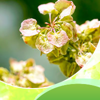 Yellow Dock- 5 Holistic Benefits Of This Bountiful Herb-Infographic