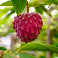 Atemoya: Health Benefits, Culinary Uses And Recipe Of This Exotic Fruit