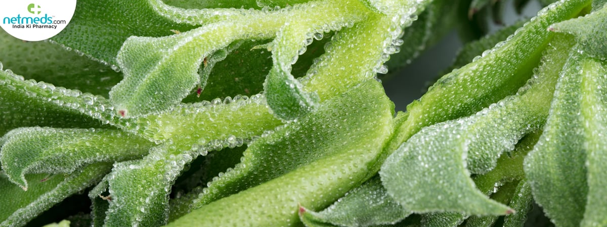 ice plant