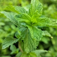 Pudina/ Mint Leaves: Health Benefits Of Pudina Juice, Uses For Skin, Hair And Side Effects