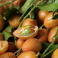 Wampee Fruit: Nutrition, Health Benefits, Uses, And Side Effects