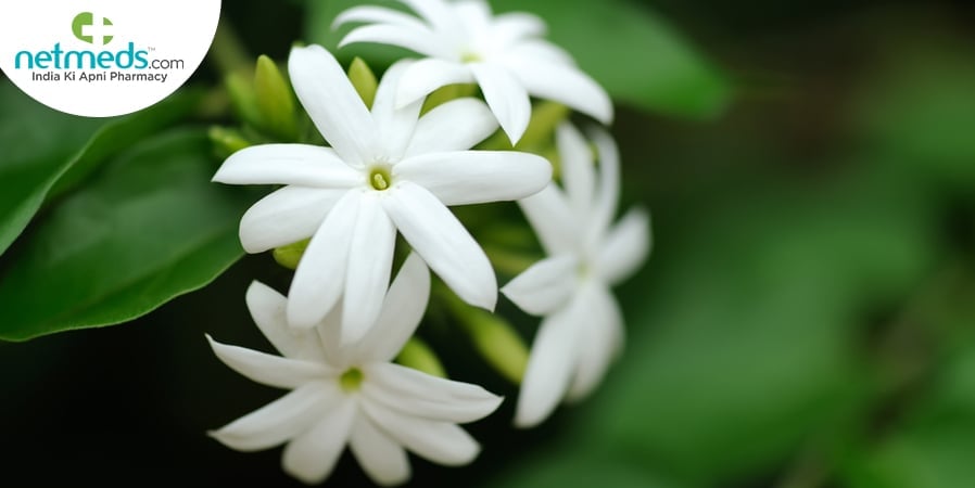 Arabian Jasmine