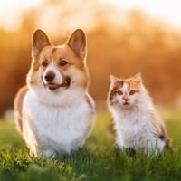 Pet Care: Make Regular Health-Check-up A Practice To Keep Them Free From Diseases