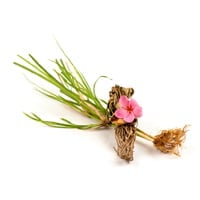 Khas: Uses, Health Benefits, Ayurvedic Indications, Dosage, Side Effects And Precautions