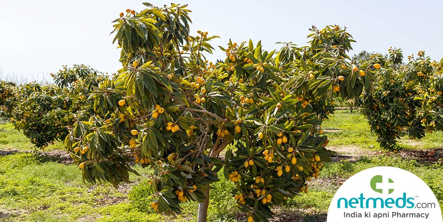 Loquat tree