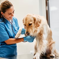 Dog Stiffness And Pain: How Do You Identify And Ways To Cure It
