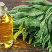 Sage: 5 Stunning Health Benefits Of The Memory Boosting Herb