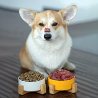 Nutritional Yeast: Add An Extra Boost Of Nutrients Into Your Pet’s Diet. Check Out the Pros And Cons