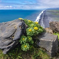 Rhodiola Rosea/Golden Root Herb: Health Benefits, Uses And Precautions