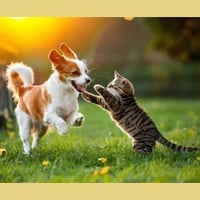 Ageing Dog Or Cat? Diet, Signs, And Powerful Supplements For Long-Term Health