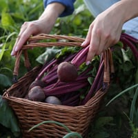 5 Reasons Why Beetroot Is A Blessing To Your Skin, Hair
